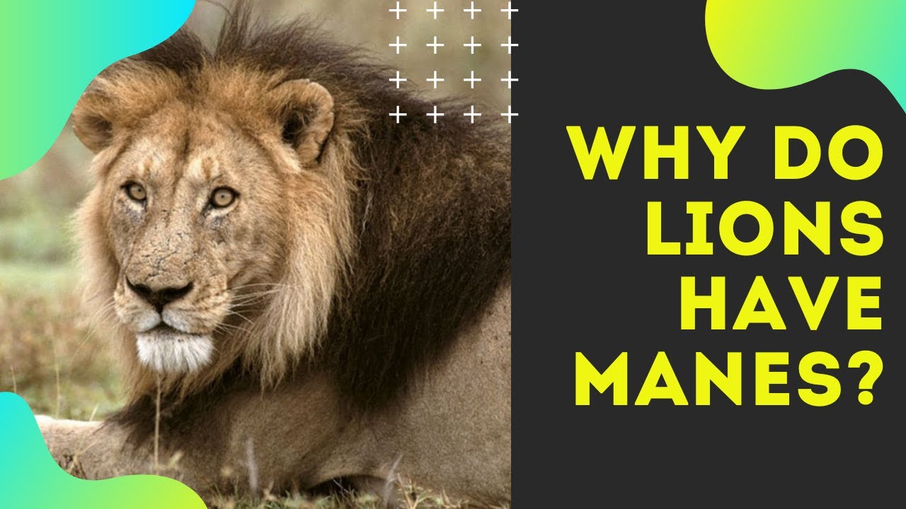 Why Do Lions Have Manes 